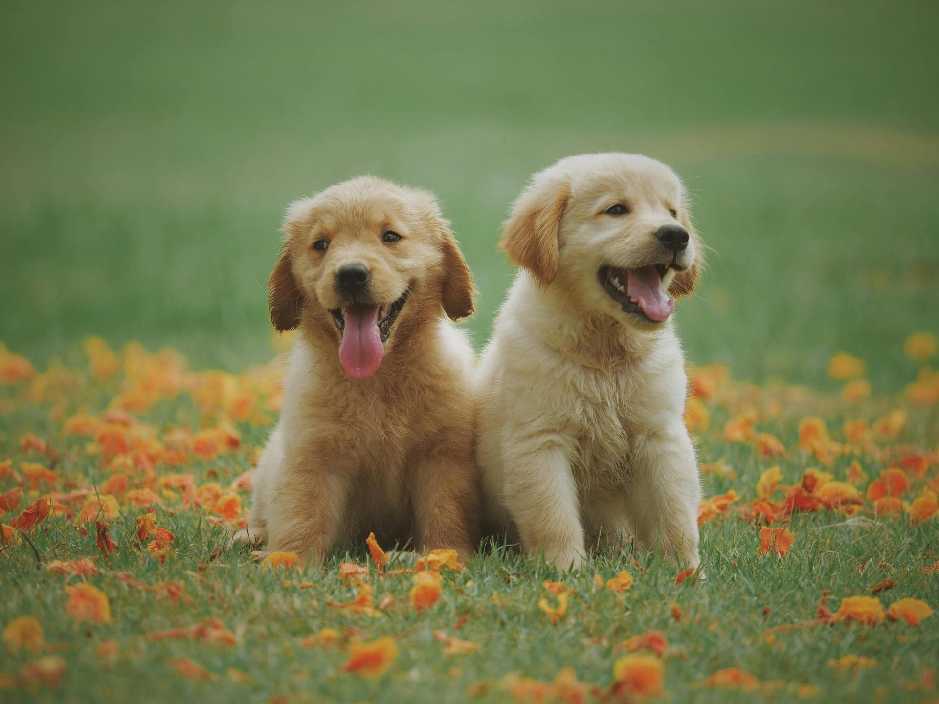 Dog Puppy Vaccinations Kennel Cough Prices in Leicester