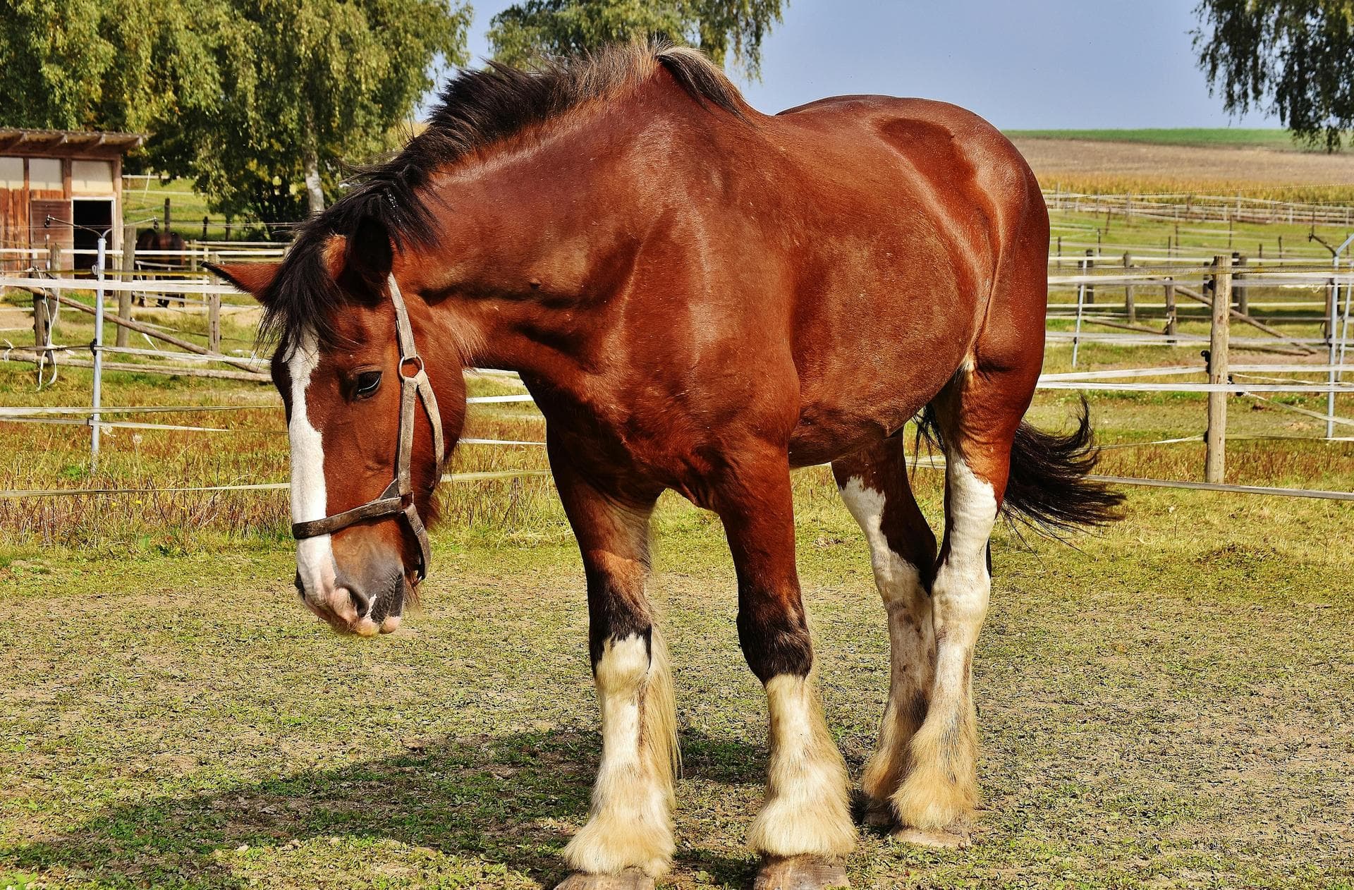 Farm & Large-Animal Vets near Leicester