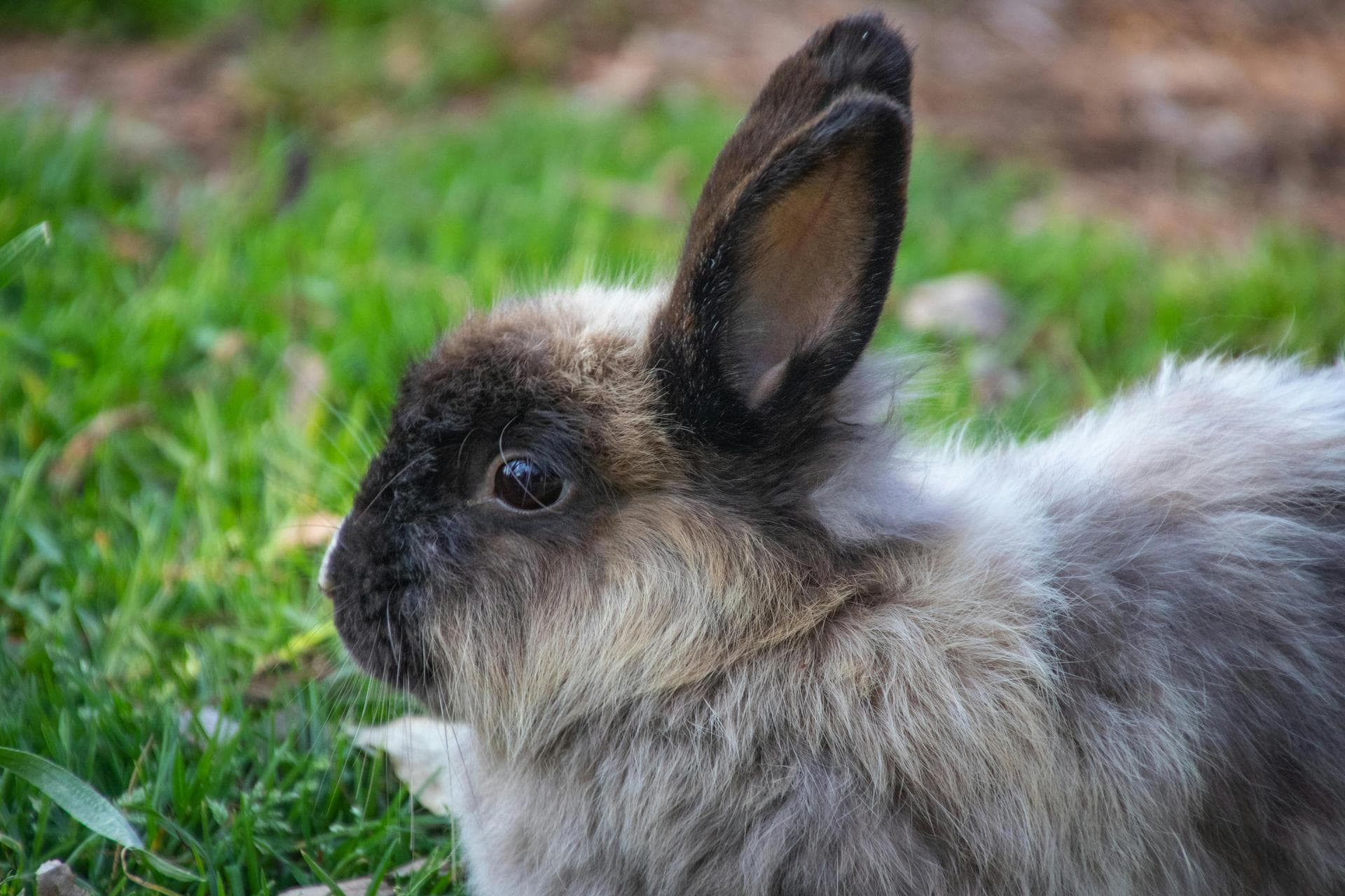 Rabbit Spay Castrate Neutering Prices in Leicester