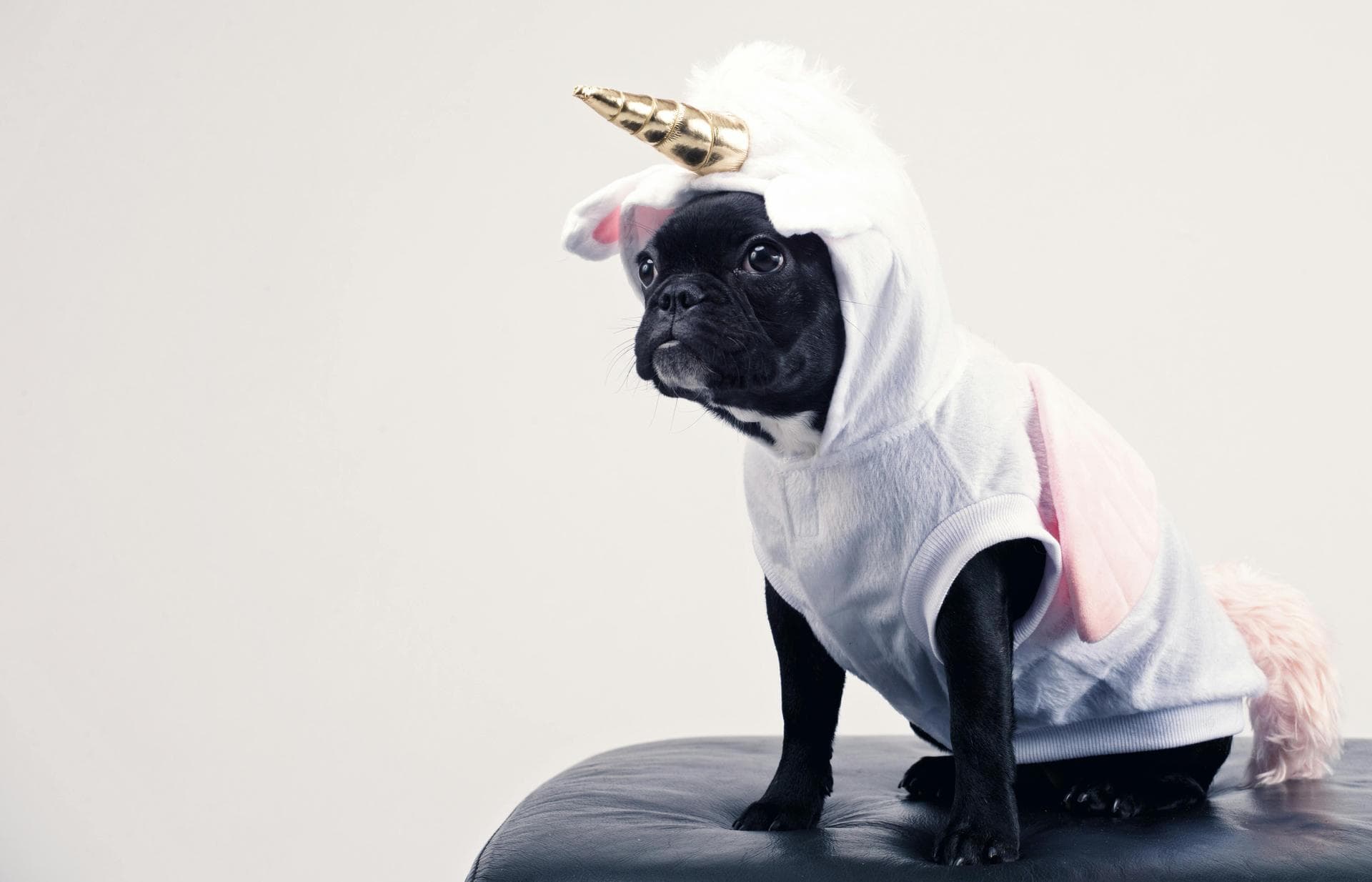 Rabbit Spay Castrate Neutering Prices in Leicester