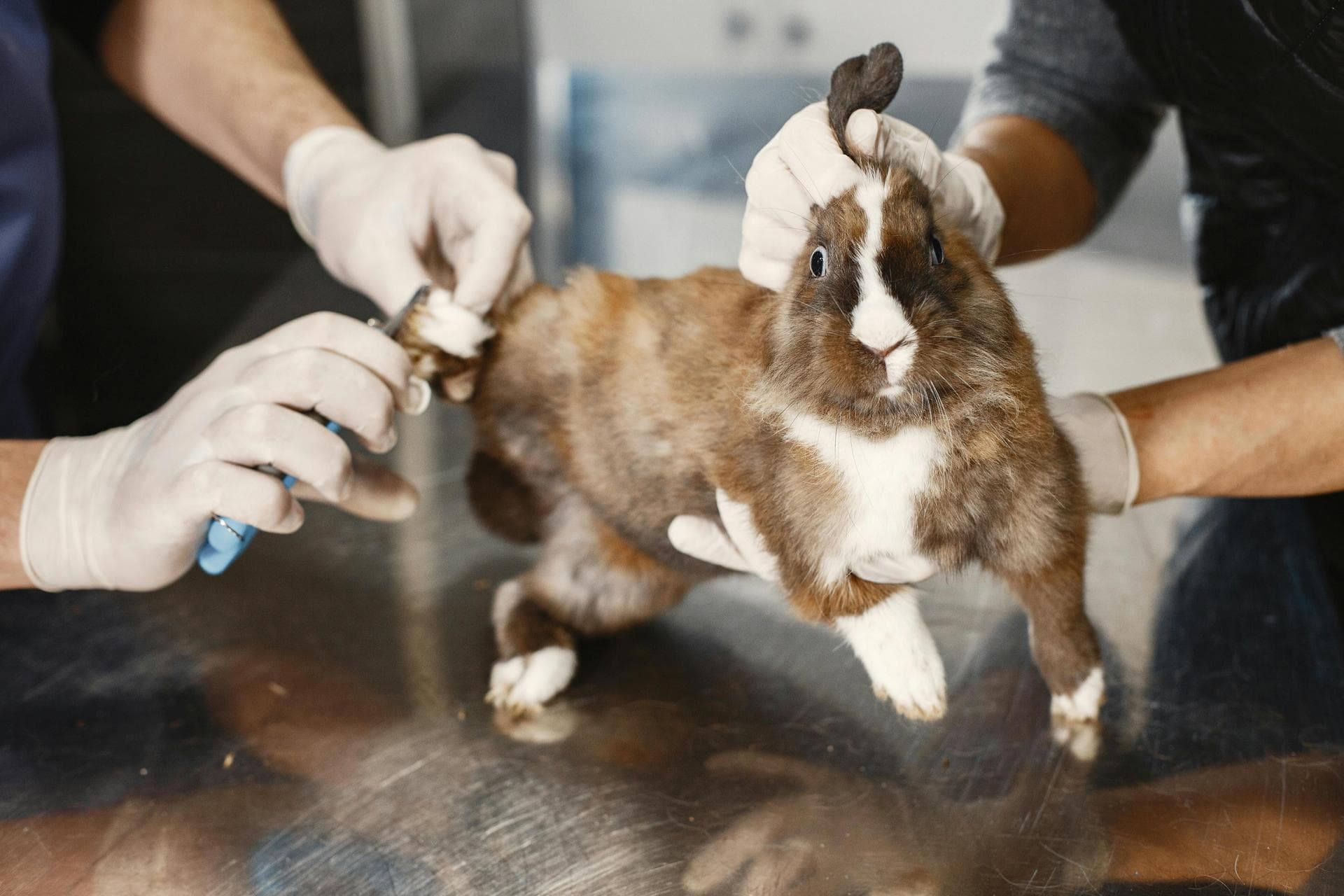 Rabies Vaccination Prices in Leicester