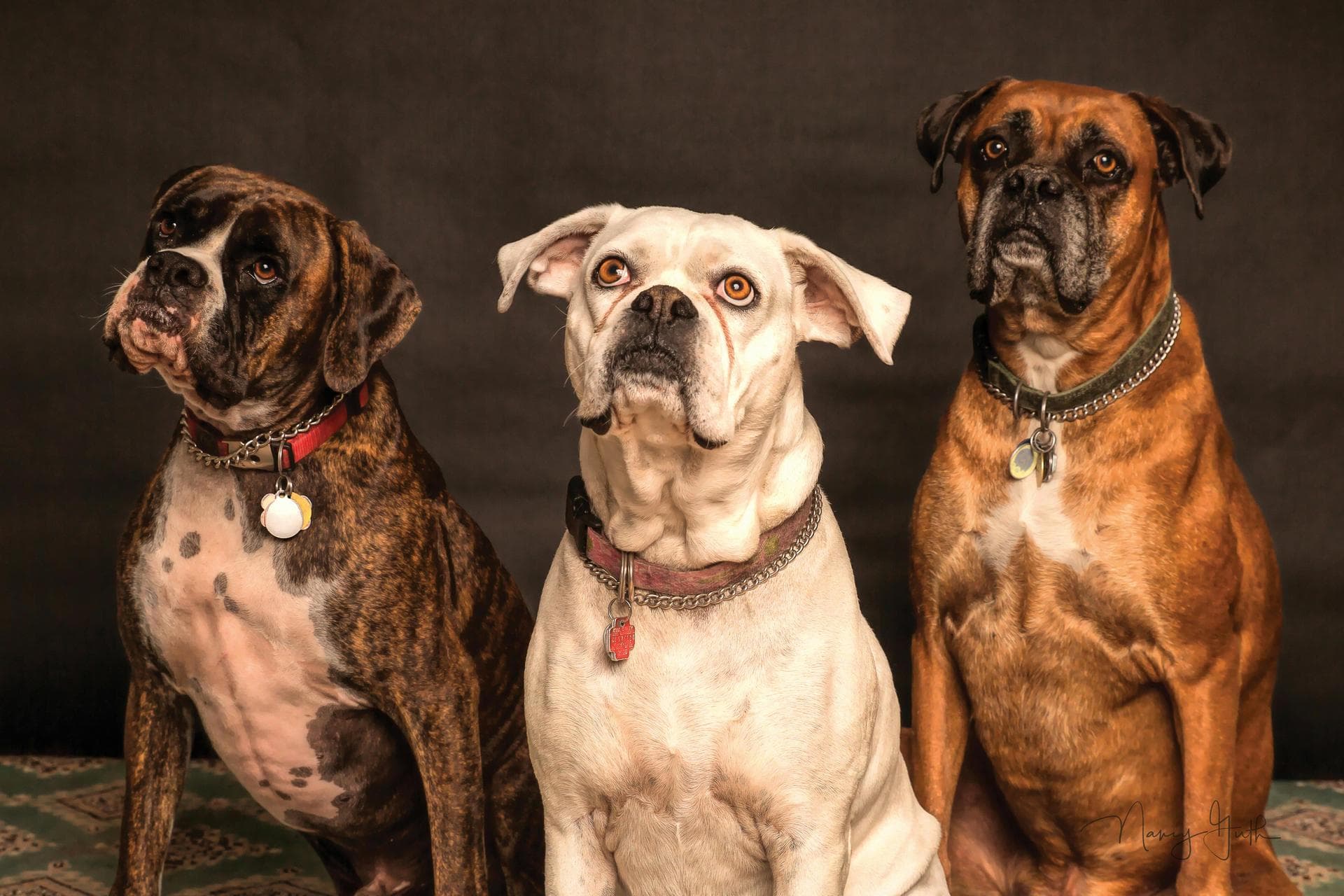 Kennel Cough Vaccine Prices in Leicester