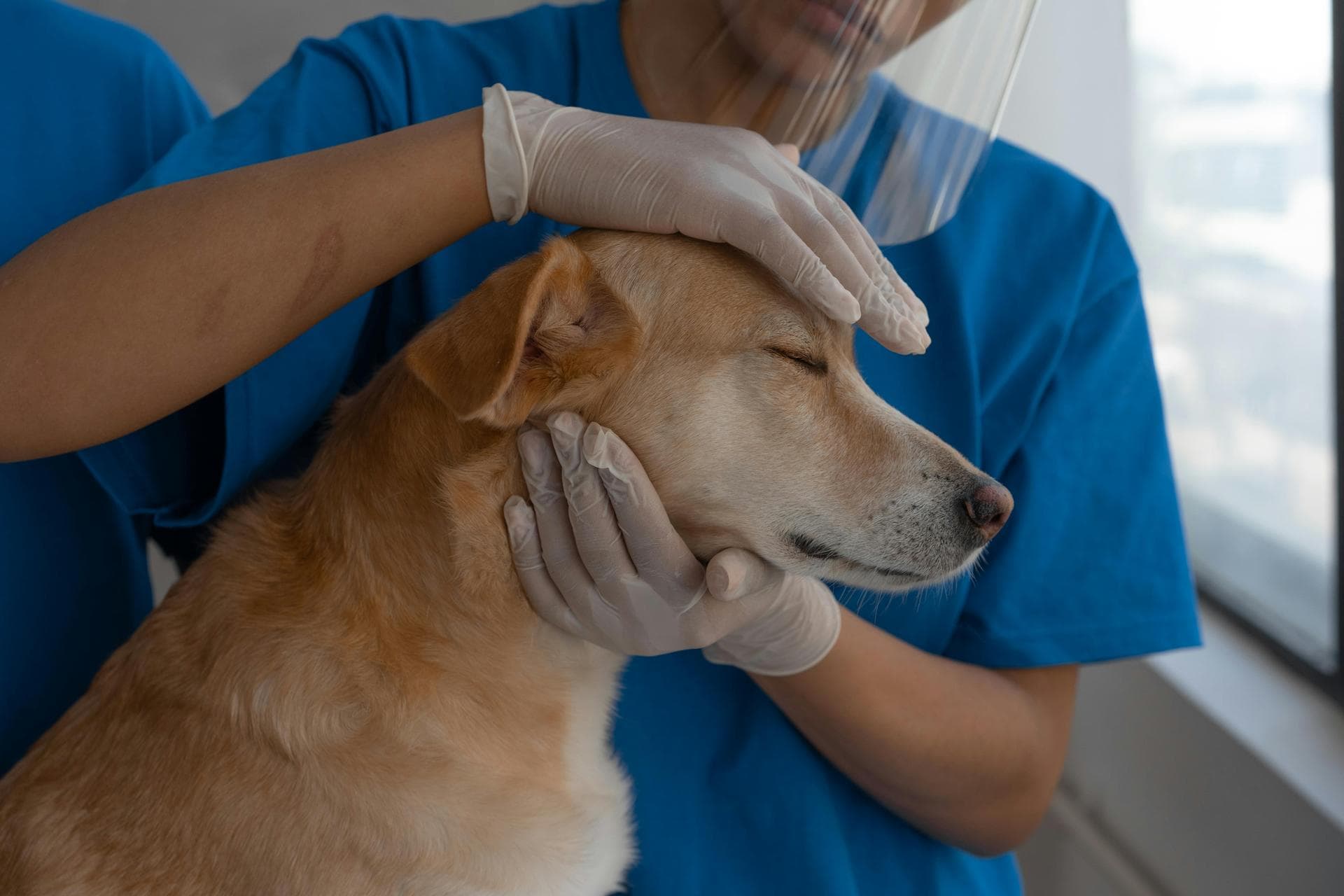 Pet Microchipping Prices in Leicester