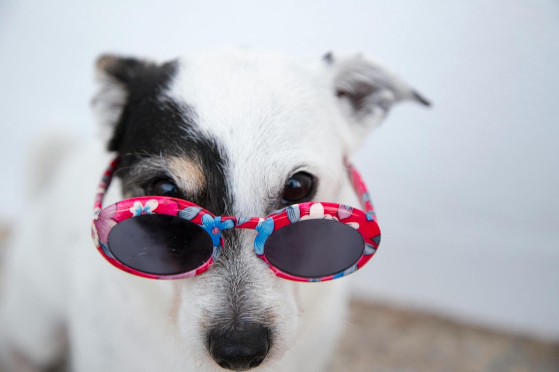 Dog & Cat Vets in Leicester