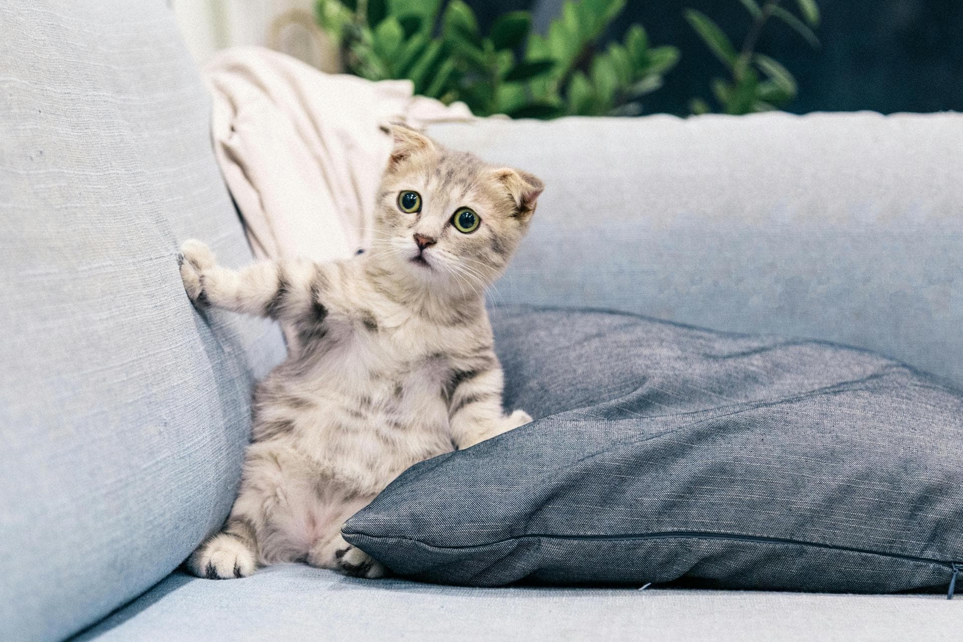 Cat Spay Castrate Neutering Prices in Leicester